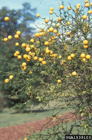 lemon tree thorns