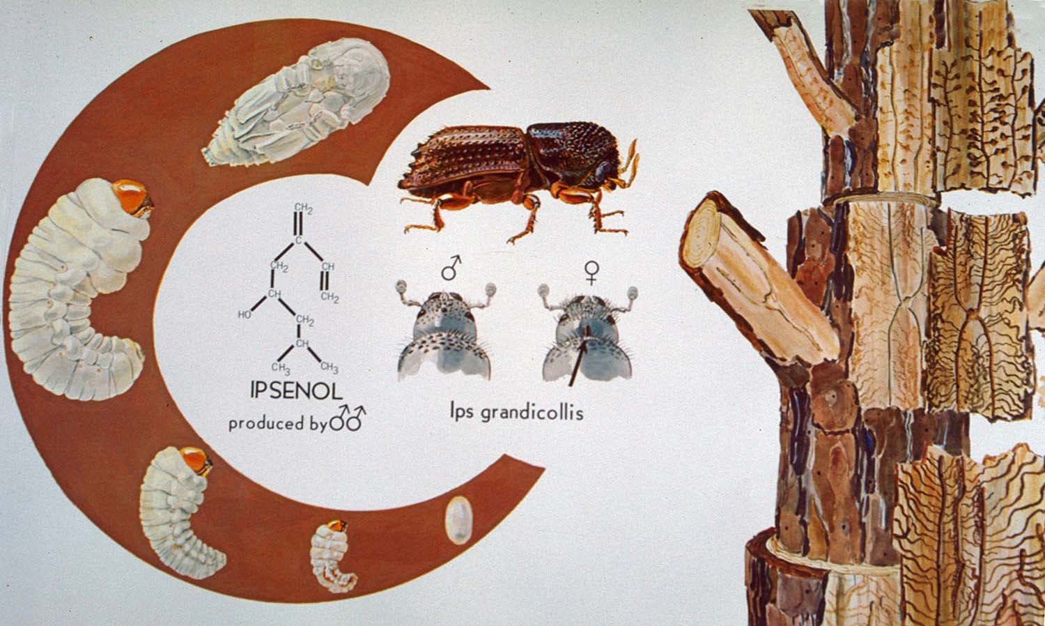 Ips Engraver Beetle - Insect Damage | Mississippi Forestry Commission