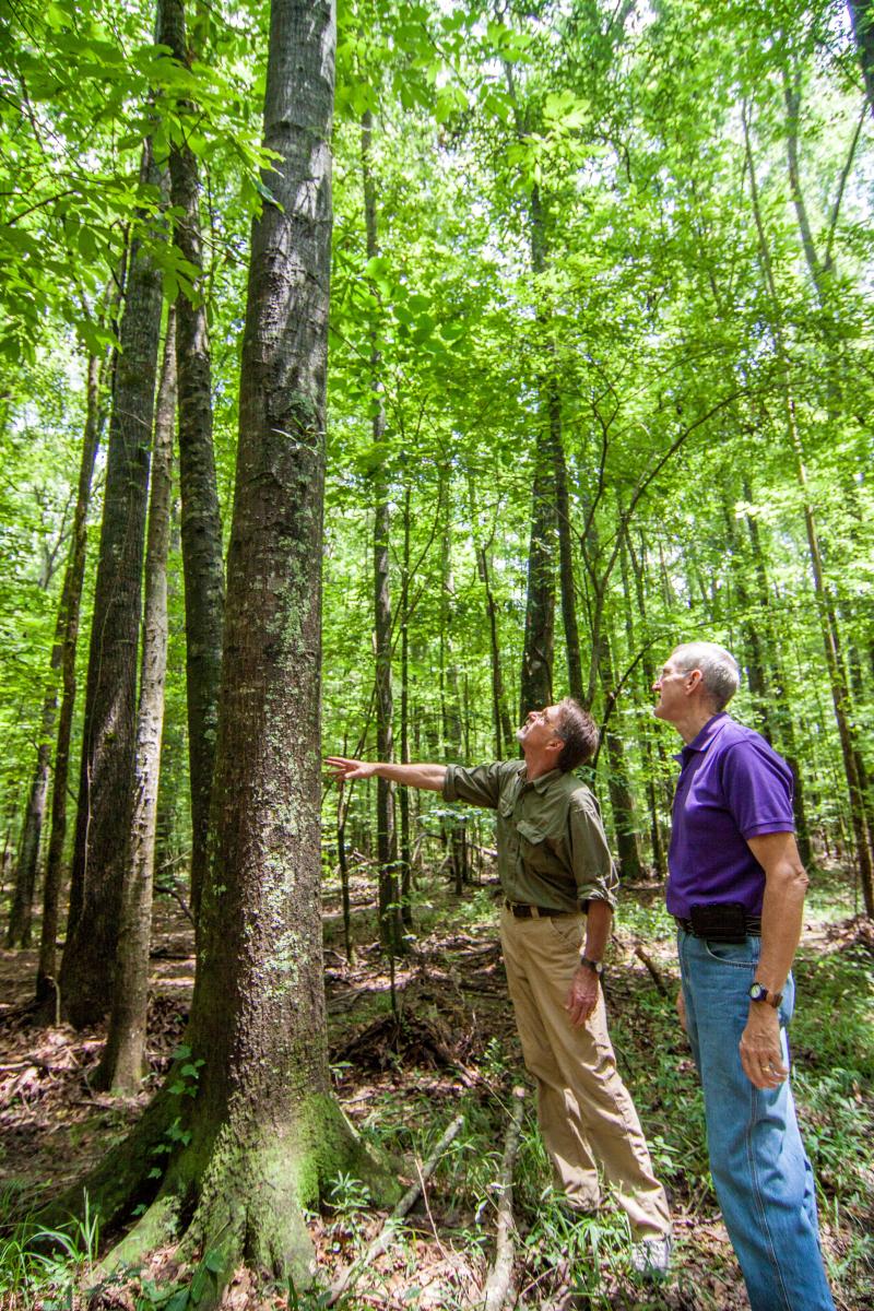 Forest Stewardship Program | Mississippi Forestry Commission