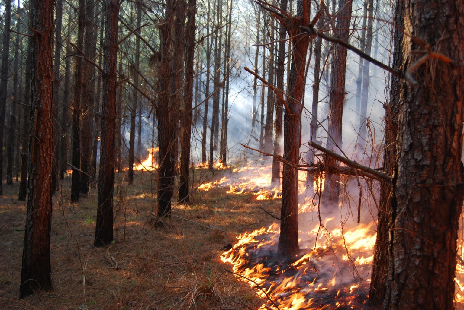 Prescribed Burning Short Course | Mississippi Forestry Commission